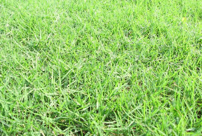 矮生百慕大草籽多少钱一斤?百慕大草种子价格