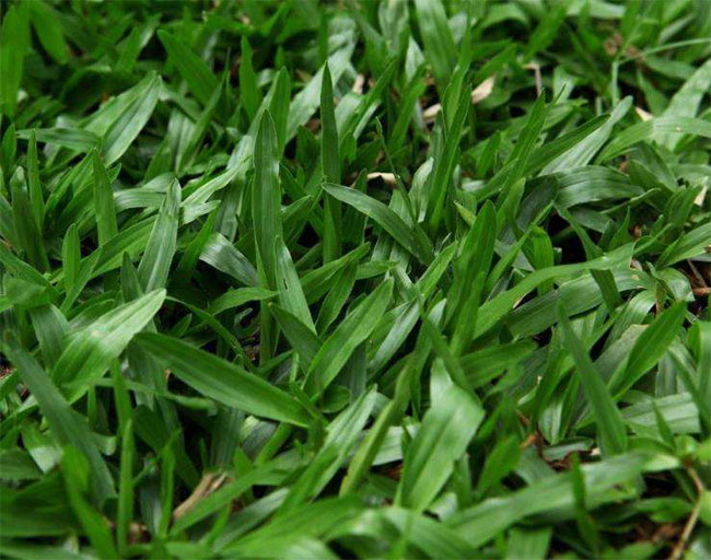 百慕大草籽多少钱一斤?2020年草坪草籽价格