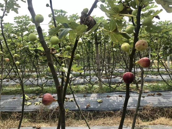 无花果种植基地