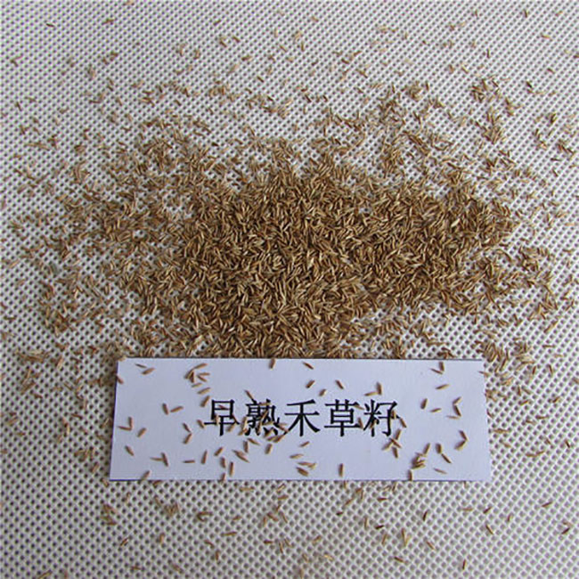 早熟禾草籽多少钱一斤?早熟禾草籽价格行情