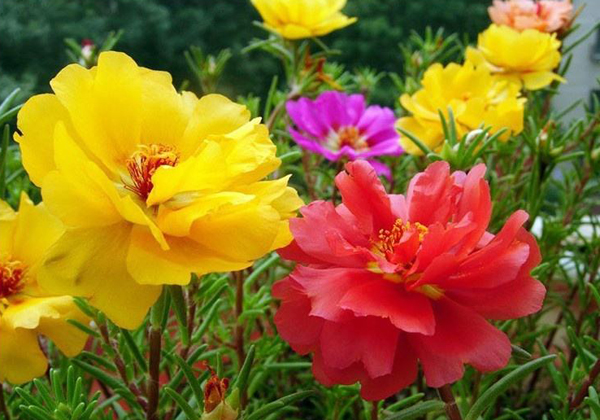 太阳花