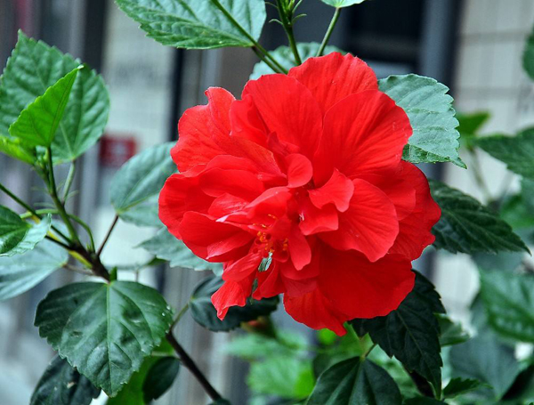 扶桑花