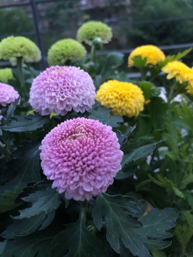 乒乓菊的花语是什么?乒乓菊的寓意和象征