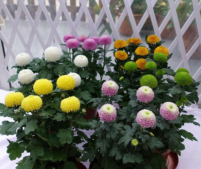 乒乓菊的花语是什么?乒乓菊的寓意和象征