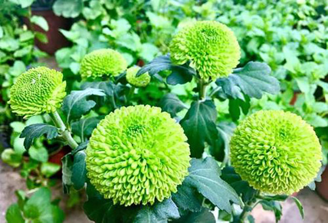 乒乓菊的花语是什么?乒乓菊的寓意和象征
