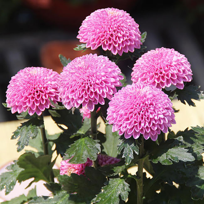 乒乓菊的花语是什么?乒乓菊的寓意和象征