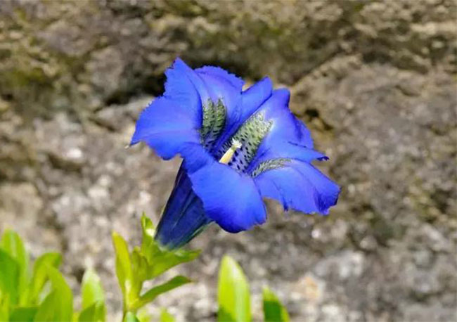 龙胆花的花语是什么?龙胆花的寓意和象征