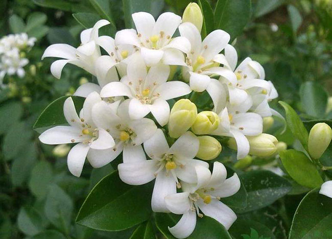 夜来香的花语是什么?夜来香的寓意和象征