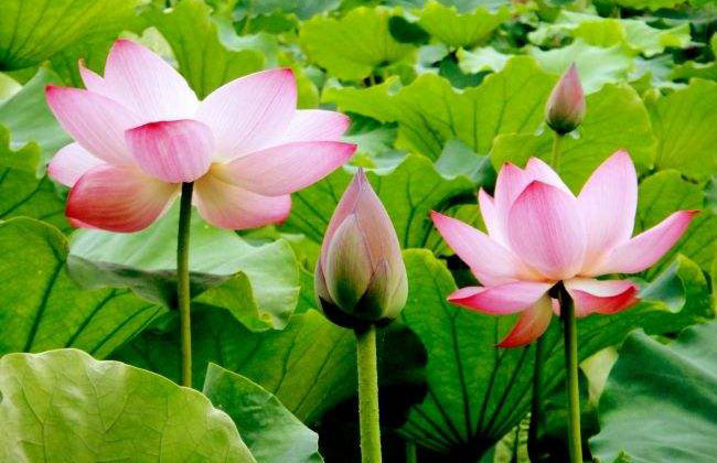 莲花的花语是什么?莲花的寓意和象征g