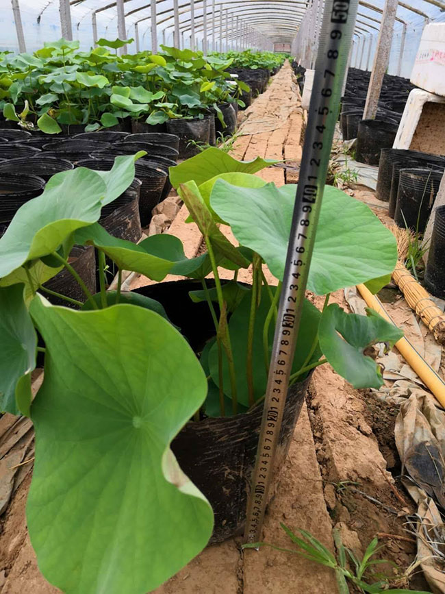 莲花的花语是什么?莲花的寓意和象征