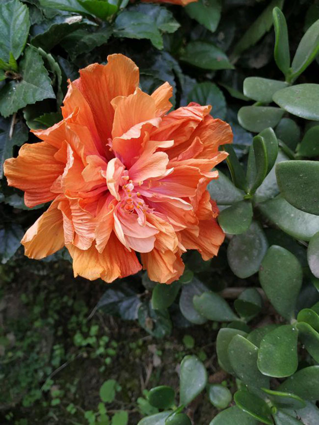 扶桑花的花语是什么?扶桑花的寓意和象征