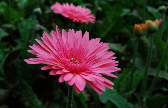 非洲菊的花语是什么?非洲菊的寓意和象征