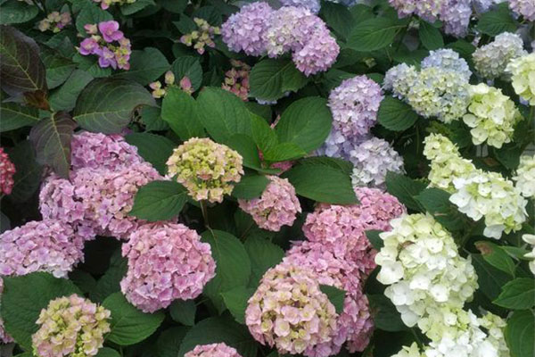 绣球的花语是什么?绣球的寓意和象征