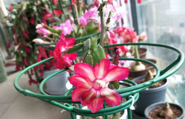 蟹爪兰的花语是什么?蟹爪兰的寓意和象征