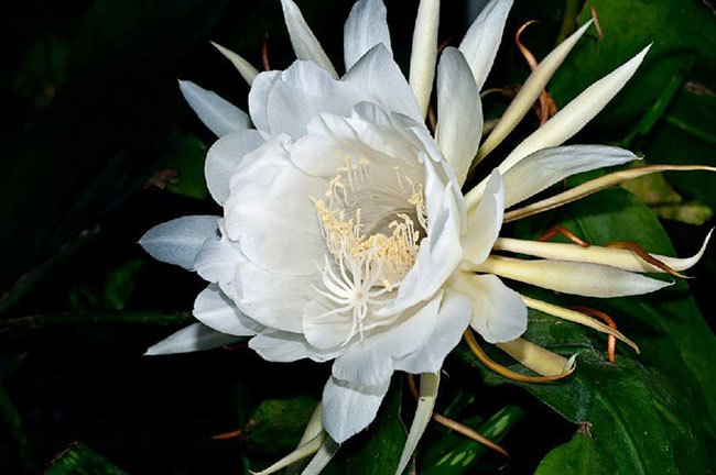昙花的花语是什么?昙花的寓意和象征