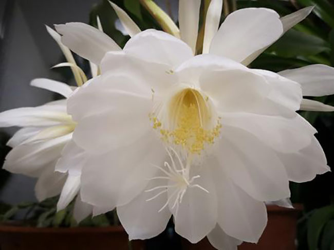 昙花578.jpg