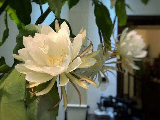 昙花
