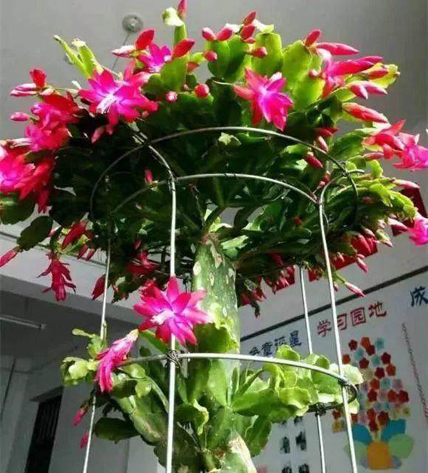 蟹爪兰的花语是什么?蟹爪兰的寓意和象征