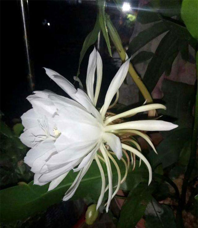昙花