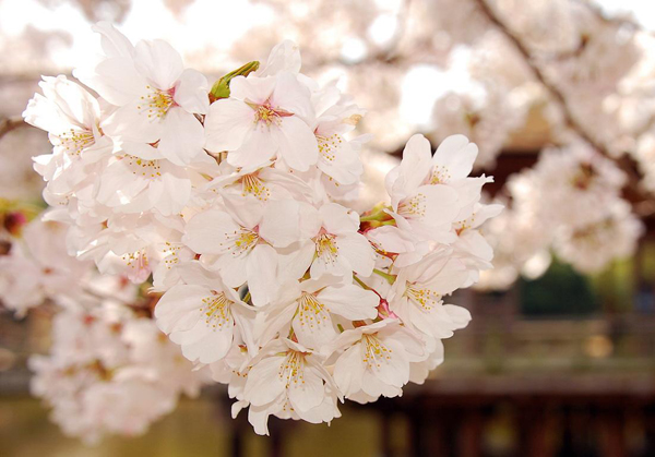樱花的花语是什么？樱花的寓意和象征