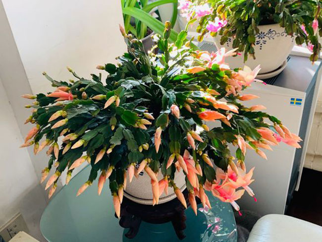 蟹爪兰的花语是什么?蟹爪兰的寓意和象征
