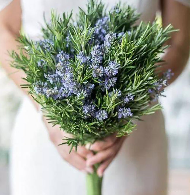 迷迭香花语