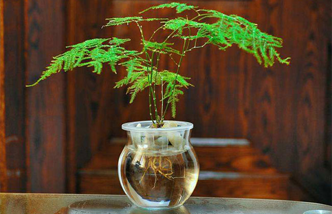 文竹的花语是什么?文竹的寓意和象征