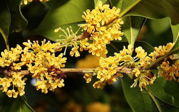 桂花品种有哪些？常见的桂花树品种介绍