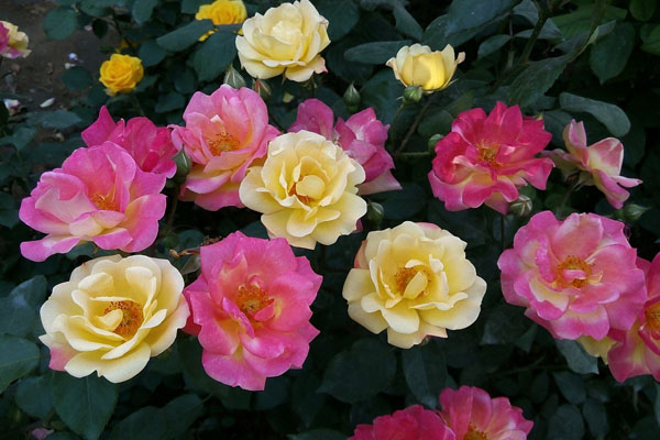 月季花