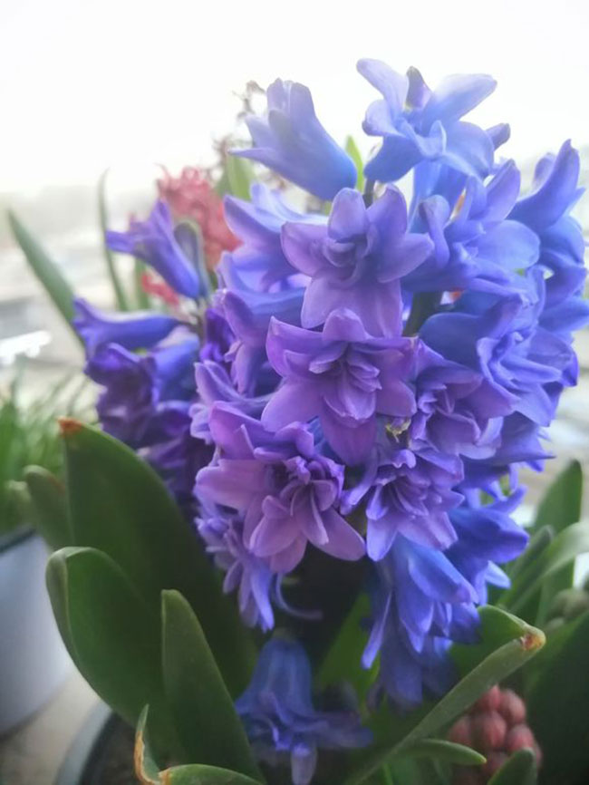 风信子的花语是什么?风信子的寓意和象征