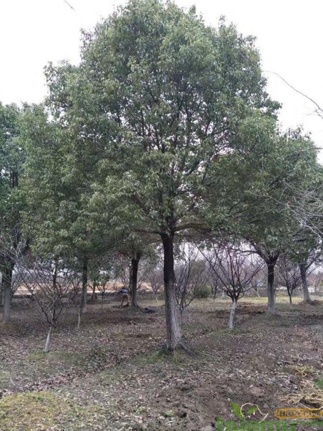 小叶香樟.jpg