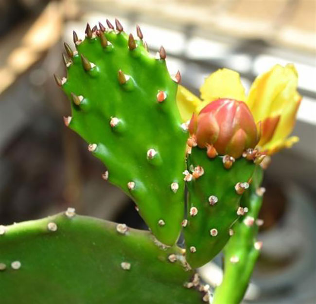 仙人掌的花语