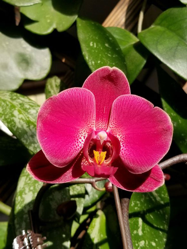 蝴蝶兰的花语是什么?蝴蝶兰的寓意和象征