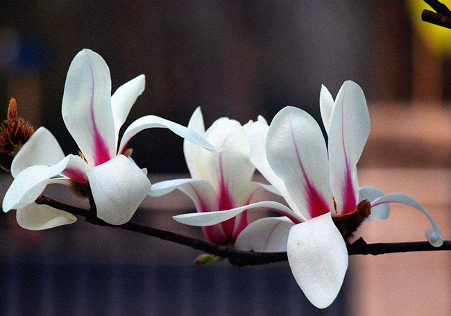 玉兰花的花语是什么?玉兰花的寓意和象征