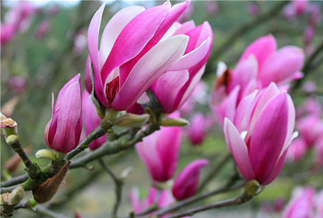 玉兰花的花语是什么?玉兰花的寓意和象征
