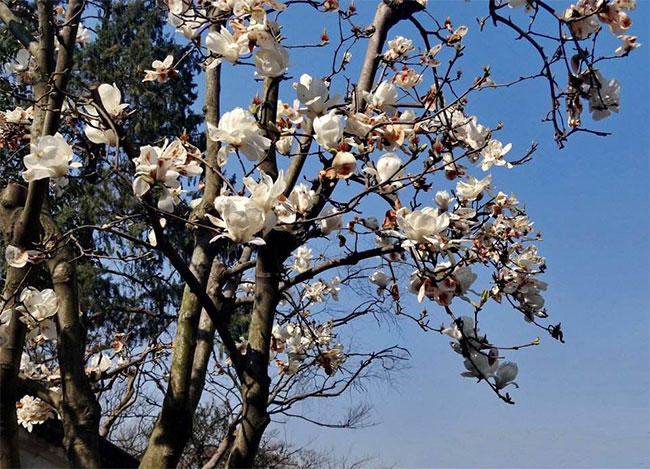 玉兰花的花语是什么?玉兰花的寓意和象征