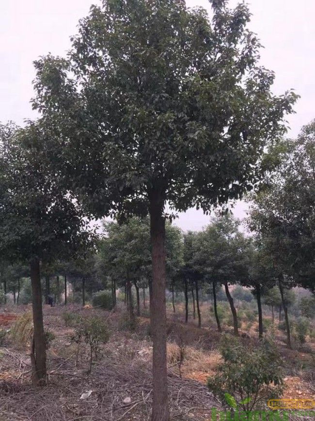 小叶香樟.jpg