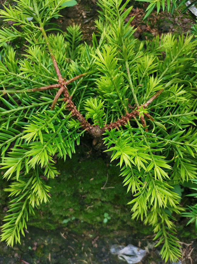 香榧树苗