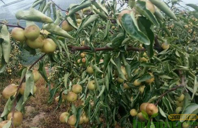 山西冬枣树苗价格多少 山西冬枣树苗价格多少
