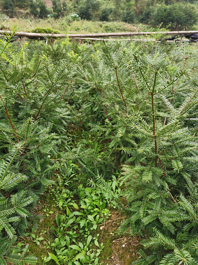 香榧树苗