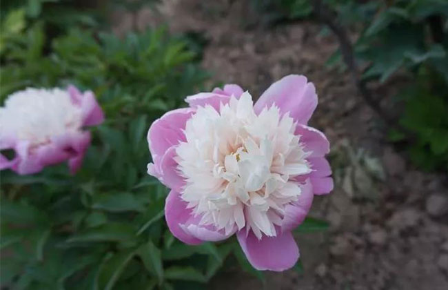 芍药花的花语是什么?芍药花的寓意和象征