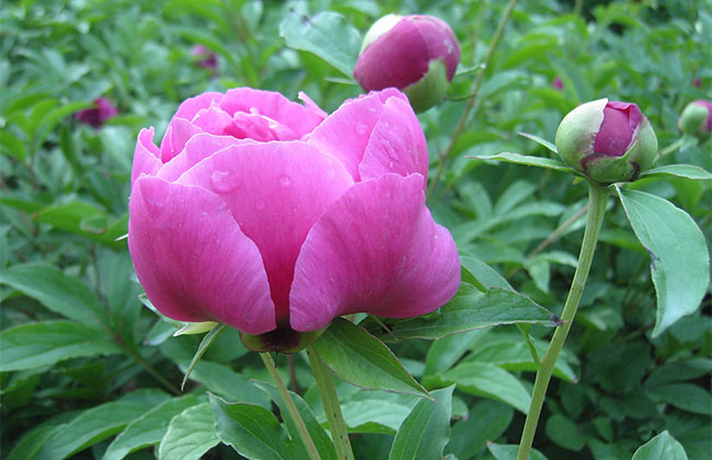 芍药花的花语是什么?芍药花的寓意和象征