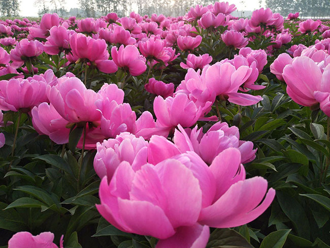 芍药花的花语是什么?芍药花的寓意和象征