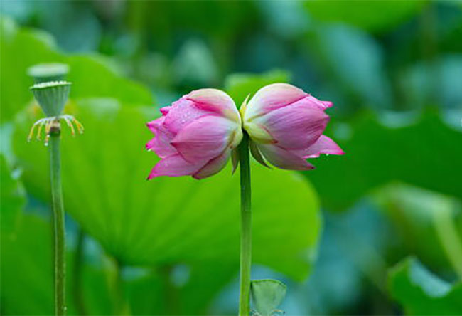 并蒂莲的花语是什么?并蒂莲的寓意和象征