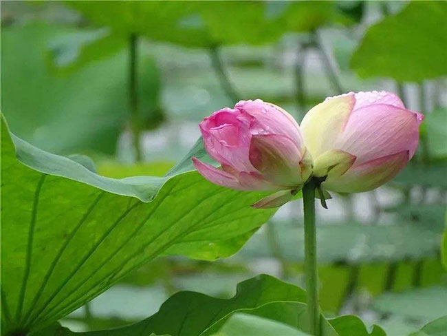 并蒂莲