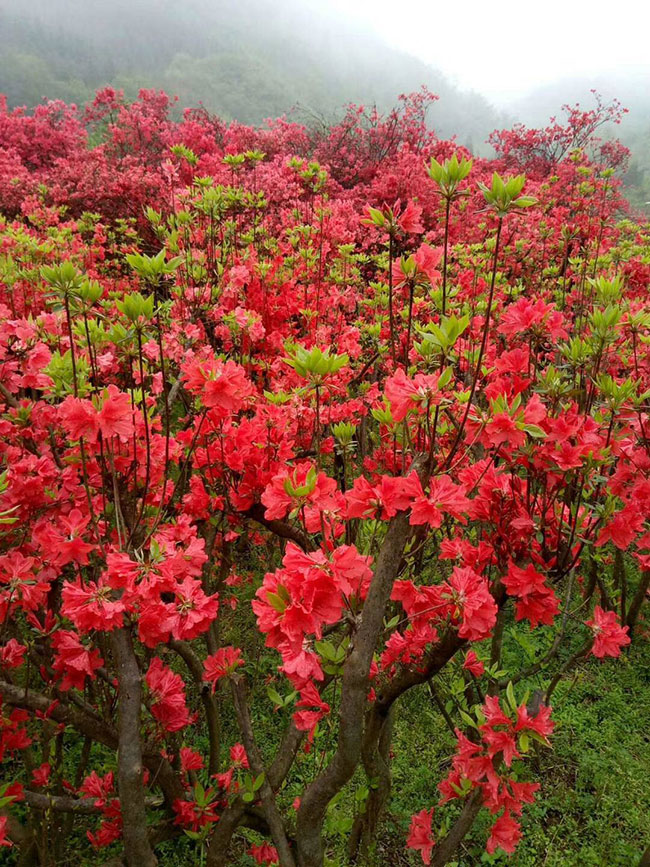 映山红的花语是什么?映山红的寓意和象征