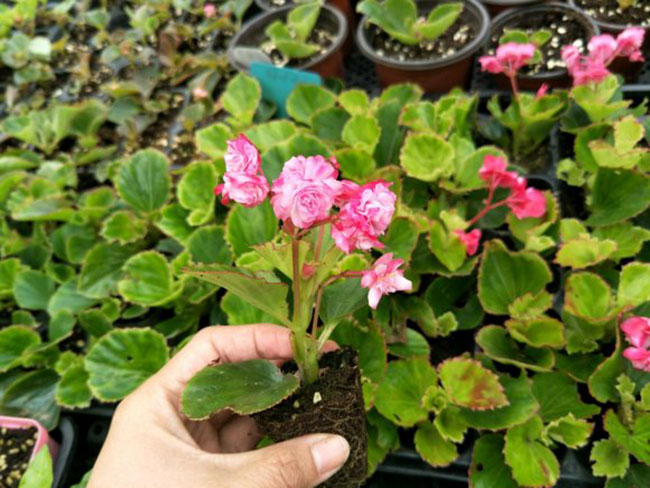 海棠的花语是什么?海棠的寓意和象征