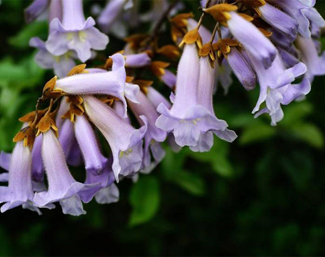 泡桐花的花语是什么?泡桐花的寓意和象征