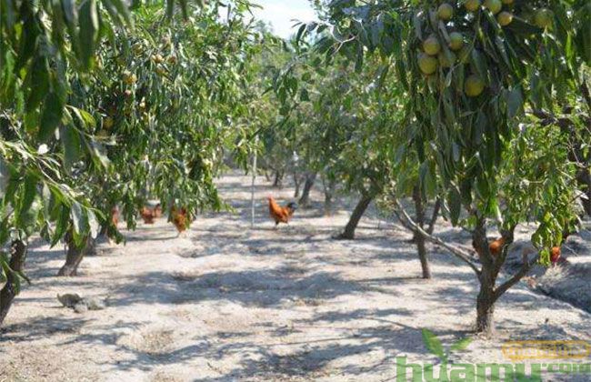 山西冬枣树苗价格多少 山西冬枣树苗价格多少