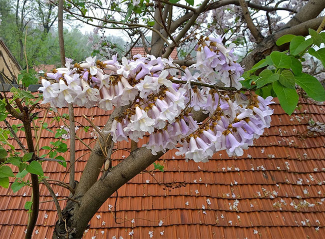 泡桐花